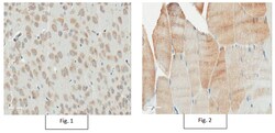 MilliporeSigma anti- TRIM3 Clone: 13D12.1, 100&mu;g, Unlabeled:Antibodies,